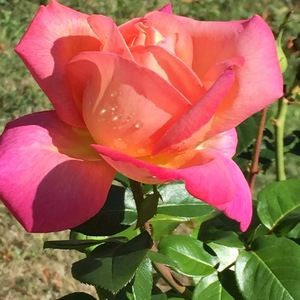 Meet your Posher, Patty